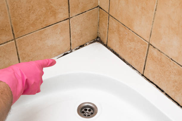 Best Emergency Mold Remediation in Berlin, OH