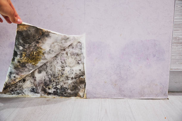 Best Mold Remediation for Schools in Berlin, OH
